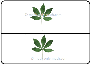 2 Groups of 5 Leaves