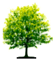 Pictograph Symbol on Tree